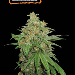 AK420 Auto Feminizovaná