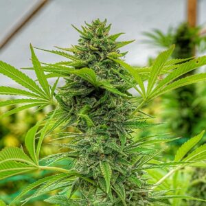 Clementine Slush Feminizovaná