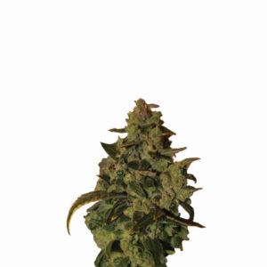 Somango XXL Auto Feminizovaná