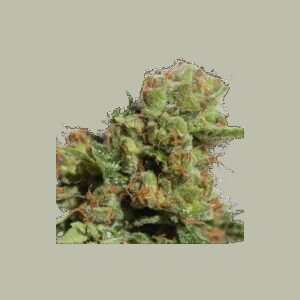 Bruce Lemon Diesel Auto Feminizovaná