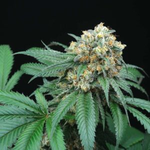 Peach Lassi Regulérní