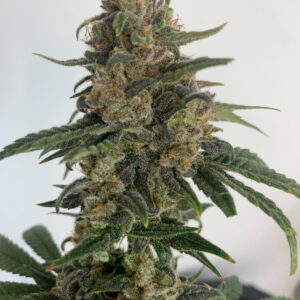 Medtonic CBD Feminizovaná