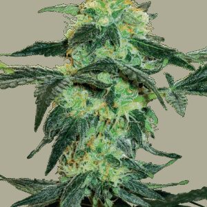 White Ice Regulérní