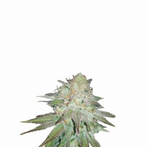 Raspberry Cough Auto Feminizovaná