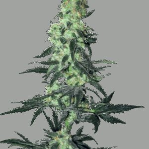 Amnesia White Regulérní