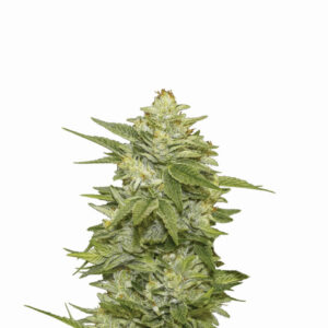 GG-48 Auto Feminizovaná