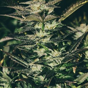 Jupiter OG Kush Feminizovaná