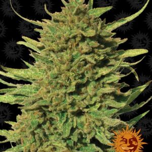 Critical Kush Regulérní