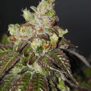 Island Punch Feminizovaná