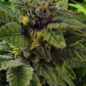 Elliot's Sister Regulérní