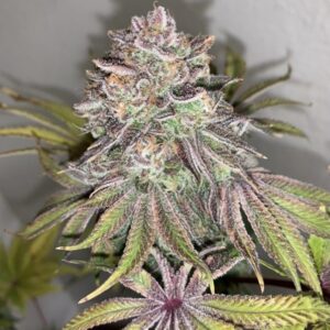 Limón Picón Regulérní