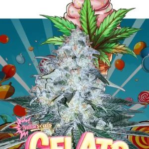 Gelato
