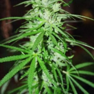 Sweet Island Skunk Regulérní