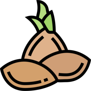 Feminizovaná semena konopí