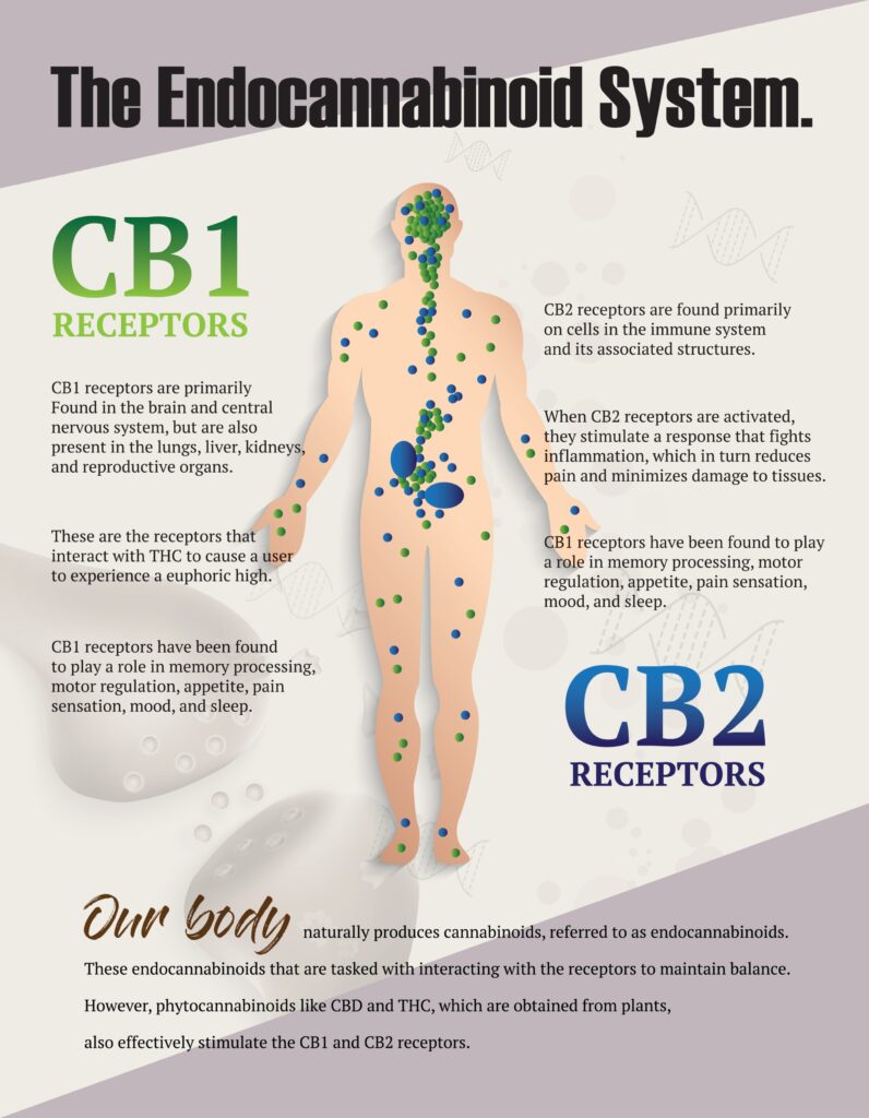 Receptroy CB1 a CB2