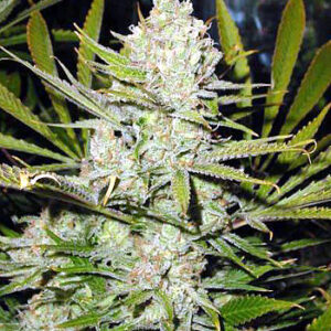 Super Silver Haze Regulérní