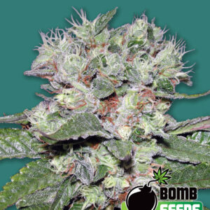 Bomb CBD Feminizovaná