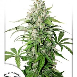 Cinderella Jack Auto Feminizovaná