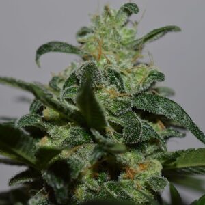 Grapefruit Feminizovaná