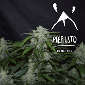 Fugue State Auto Feminizovaná